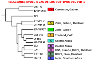 Relación evolutiva del subtipos de vih-1 Relación evolutiva del subtipos de vih-1